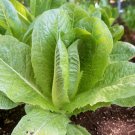 Lettuce Parris Island Cos Popular Garden Vegetable 2000 PCS Seeds Lettuce Parris Island Cos Popular Garden Vegetable 2000 PCS Seeds