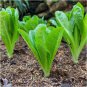 Lettuce Parris Island Cos Popular Garden Vegetable 2000 PCS Seeds