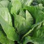 Lettuce Parris Island Cos Popular Garden Vegetable 2000 PCS Seeds