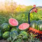 Lazy Melon King Watermelon red Meat Garden Balcony Potted 20 PCS Seeds