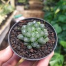 Haworthia Cooperi Boulangerie 50 PCS Seeds