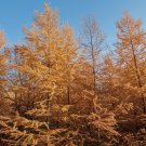 Larch 'Golden Noodles' Series Heirloom Larix Tree Golden-yellow 50 PCS Seeds Larch 'Golden Noodles' Series Heirloom Larix Tree Golden-yellow 50 PCS Seeds