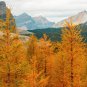 Larch 'Golden Noodles' Series Heirloom Larix Tree Golden-yellow 50 PCS Seeds