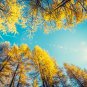 Larch 'Golden Noodles' Series Heirloom Larix Tree Golden-yellow 50 PCS Seeds