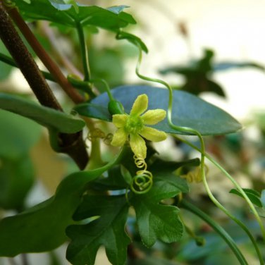Kedrostis africana 5 PCS Seeds
