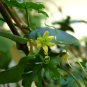 Kedrostis africana 5 PCS Seeds
