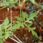Kedrostis africana 5 PCS Seeds
