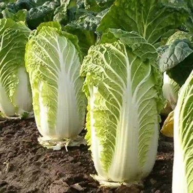 Julie Red No.82 Cabbage F1 1 PCS Seeds