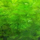 Limnophila Sessiliflora Moss Aquatic Plant 500 PCS Seeds