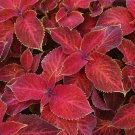 Jin Fenghuang Series Coleus 100 PCS Seeds