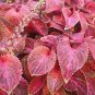 Jin Fenghuang Series Coleus 100 PCS Seeds