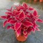Jin Fenghuang Series Coleus 100 PCS Seeds