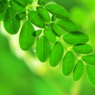 Moringa borziana Bonsai plant 2 PCS Seeds Moringa borziana Bonsai plant 2 PCS Seeds