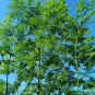 Moringa borziana Bonsai plant 2 PCS Seeds