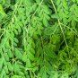 Moringa borziana Bonsai plant 2 PCS Seeds