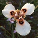 Moraea Serpenting Beautiful Flowers 5 PCS Seeds