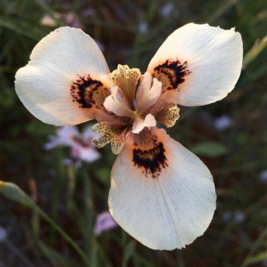 Moraea Serpenting Beautiful Flowers 5 PCS Seeds