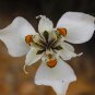 Moraea Serpenting Beautiful Flowers 5 PCS Seeds