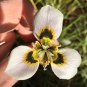 Moraea Serpenting Beautiful Flowers 5 PCS Seeds