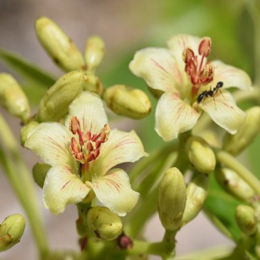 Jatropha Mahafalensis Fresh 5 PCS Seeds