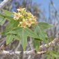 Jatropha Mahafalensis Fresh 5 PCS Seeds