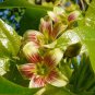 Jatropha Mahafalensis Fresh 5 PCS Seeds