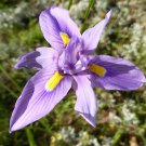 Moraea Polystachya Beautiful Purple Flowers 5 PCS Seeds