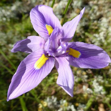 Moraea Polystachya Beautiful Purple Flowers 5 PCS Seeds