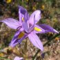 Moraea Polystachya Beautiful Purple Flowers 5 PCS Seeds