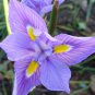 Moraea Polystachya Beautiful Purple Flowers 5 PCS Seeds