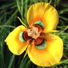 Moraea Elegans Cape Tulips Yellow Black Spot Flower 5 PCS Seeds Moraea Elegans Cape Tulips Yellow Black Spot Flower 5 PCS Seeds