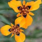 Moraea Elegans Cape Tulips Yellow Black Spot Flower 5 PCS Seeds