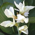 Moonshine Canna Lily Green Leaves and Milky White Flowers 20 PCS Seeds