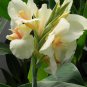 Moonshine Canna Lily Green Leaves and Milky White Flowers 20 PCS Seeds