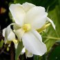 Moonshine Canna Lily Green Leaves and Milky White Flowers 20 PCS Seeds