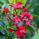 Jatropha cinerea Tree Ornamental Plant Park 2 PCS Seeds