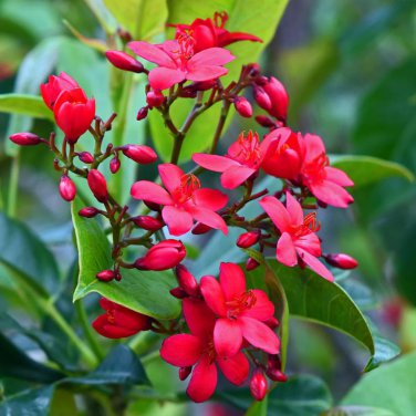 Jatropha cinerea Tree Ornamental Plant Park 2 PCS Seeds