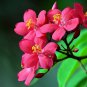 Jatropha cinerea Tree Ornamental Plant Park 2 PCS Seeds
