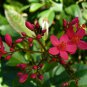 Jatropha cinerea Tree Ornamental Plant Park 2 PCS Seeds