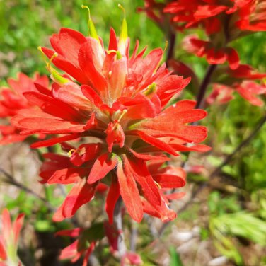 Castilleja linariifolia 50 PCS Seeds