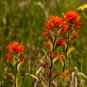 Castilleja linariifolia 50 PCS Seeds