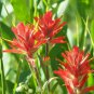 Castilleja linariifolia 50 PCS Seeds