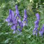 Monkshood 50 PCS Seeds