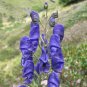 Monkshood 50 PCS Seeds