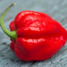 mixtas al azar Carolina Reaper 500 PCS Seeds