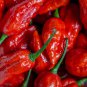 mixtas al azar Carolina Reaper 500 PCS Seeds