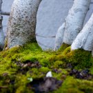 Moss Bonsai Moss Ball Sagina Subulata 100 PCS Seeds