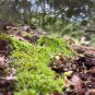 Moss Bonsai Moss Ball Sagina Subulata 100 PCS Seeds