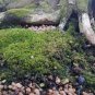 Moss Bonsai Moss Ball Sagina Subulata 100 PCS Seeds