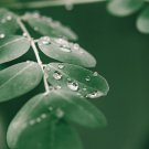 Moringa oleifera Fresh 10 PCS Seeds